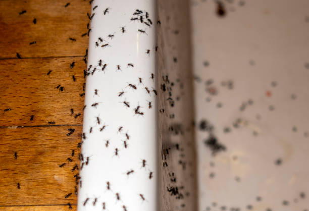 Best Ant Control Services  in Glen Ellyn, IL