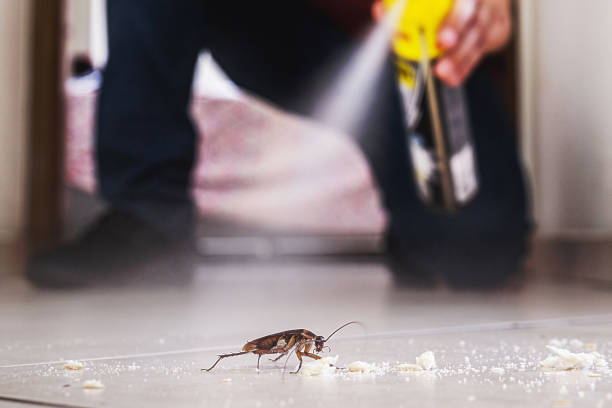 Best Flea Control Services  in Glen Ellyn, IL