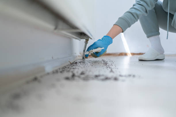 Best Affordable Pest Control Services  in Glen Ellyn, IL